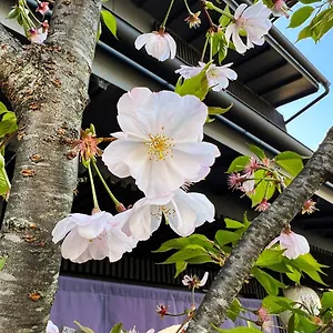 Rinn Kamiebisu Appart hôtel